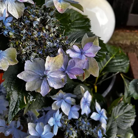 „villa Sophie“ * Grzybowo (West Pomeranian)