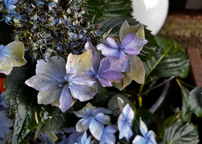 „villa Sophie“ * Grzybowo (West Pomeranian)